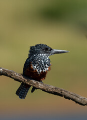 Giant Kingfisher (Megaceryle maximus) Pilanesberg Nature Reserve. South Africa