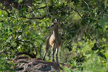Klipspringer (Oreotragus oreotragus)  Pilanesberg Nature Reserve, South Africa