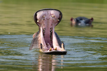 Hippopotamus (Hippopotamus amphibius) Pilanesberg Nature Reserve, South Africa