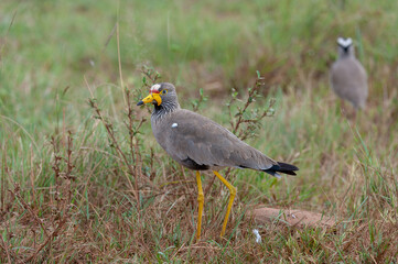 African Wattled Lapwing (Vanellus senegallus) Pilanesberg Nature Reserve, South Africa