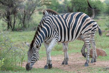 Fototapeta na wymiar Plains Zebra (Equus quagga) Pilanesberg Nature Reserve, South Africa