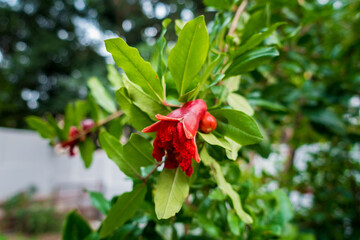 A closeup shot of organically grown red Pomegranate plant red flowers starting to bear fruit in an Indian garden.