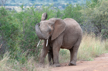 Elephant (Loxodonta Africana) Pilanesberg Nature Sereve, South Africa