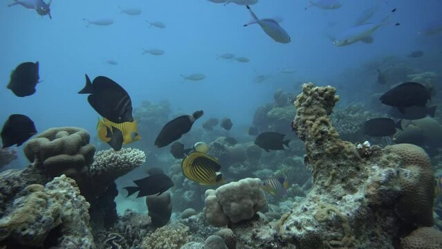 Diving. Tropical fish and coral reef. Underwater life in the ocean.  