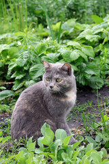 Naklejka na ściany i meble tricolor cat in summer garden
