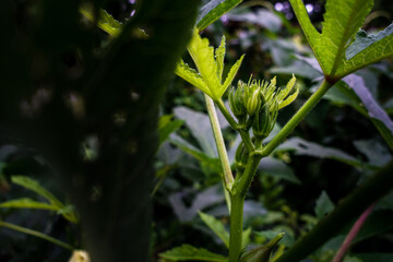 A closeup shot of Okra , Abelmoschus esculentusflower, blooming in the Indian garden. Okra flowers...