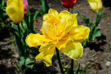 Close up of one delicate vivid yellow tulip in full bloom in a sunny spring garden, beautiful outdoor floral background photographed with soft focus.