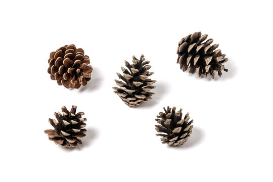conifer cone isolated on white background. High quality photo