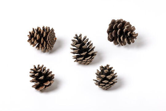 conifer cone isolated on white background. High quality photo