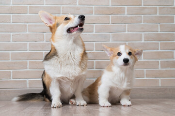 Pembroke corgi mom and puppy on the background of a brick wall. Dog family.