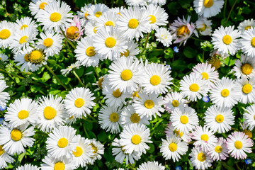 Delicate white and pink Daisies or Bellis perennis flowers in direct sunlight, in a sunny spring garden, beautiful outdoor floral background photographed with selective focus.