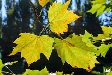 Branch with fresh vivid green leaves of Platanus or Plane tree towars clear sky in a garden in a sunny autumn day, beautiful outdoor monochrome background