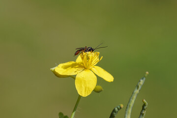 Female female Ichneumon wasp, Subfamilie Campopleginae, family Ichneumonidae. Flower of greater celandineflower (Chelidonium majus), family Papaveraceae. June, Dutch garden