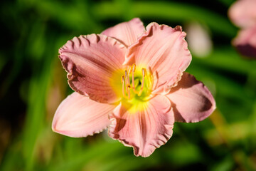 Fototapeta na wymiar Vivid pink Hemerocallis daylily, Lilium or Lily plant in a British cottage style garden in a sunny summer day, beautiful outdoor background photographed with soft focus.