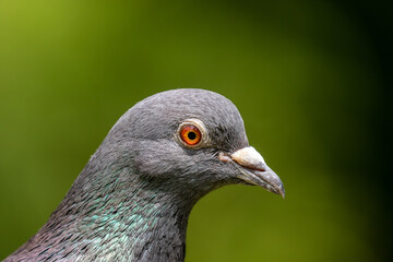 Pigeon head with orange red eye in close up with neutral clean background