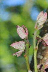 Obraz na płótnie Canvas green thorn ivy macro photo