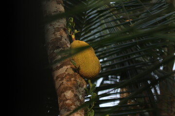 A jack fruit on a jack fruit tree
