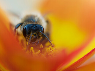 Bienen und Blume Nahaufnahme einer großen gestreiften Biene, die Pollen auf einer gelben Blume an einem sonnigen hellen Tag sammelt. Sommer- und Frühlingshintergründe	
