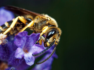 Bienen und Blume Nahaufnahme einer großen gestreiften Biene, die Pollen auf einer gelben Blume an einem sonnigen hellen Tag sammelt. Sommer- und Frühlingshintergründe	
