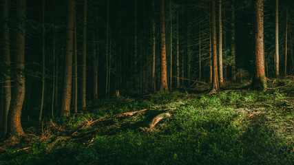 Dark landscape Black Forest background - Mystical forest with fir trees, spruce trees and blueberry...