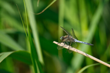 Dragonfly waits in the reeds