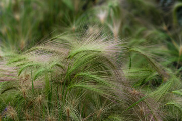 grass in the wind