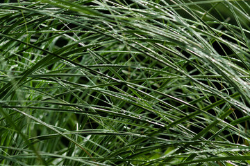 dew on grass
