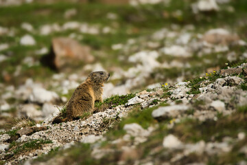 Naklejka na ściany i meble Marmot enjoys the warm spring sun after a long hibernation