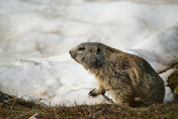 Marmot enjoys the warm spring sun after a long hibernation