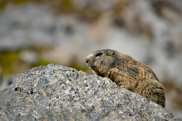 Marmot enjoys the warm spring sun after a long hibernation