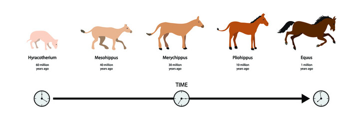 illustration of biology and animal evolution, Evolution of the horse, Evolution of the horse over the past 55 million years, The evolutionary lineage of the horse, The History of Animal Evolution
