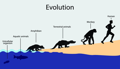 illustration of biology and animal evolution, Evolution of unicellular organisms to humans, All Species Evolved From Single Cell