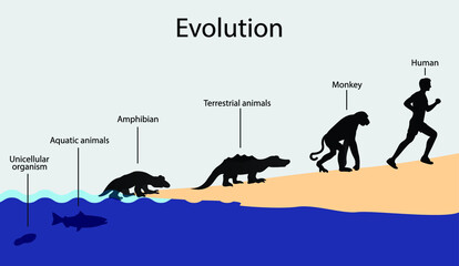 Naklejka premium illustration of biology and animal evolution, Evolution of unicellular organisms to humans, All Species Evolved From Single Cell