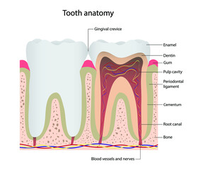 illustration of biology and medical, tooth anatomy, The structure of teeth, The diagram shows the main components of the human tooth
