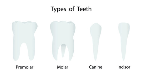 illustration of biology and medical, Types of teeth, Human Teeth, Teeth are one of the strongest parts of the human body