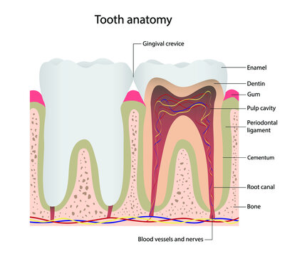 illustration of biology and medical, tooth anatomy, The structure of teeth, The diagram shows the main components of the human tooth