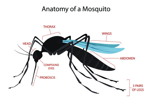illustration of biology and animals, Anatomy of a mosquito, Anatomy of an adult mosquito, Disease Transmission