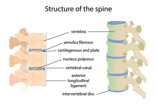 illustration of biology and medical, Structure of the spine, The spine supports your body and helps you walk, twist and move