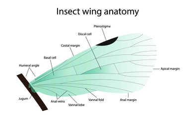 illustration of biology and animals, Insect wing anatomy, Original veins and wing posture of a dragonfly, Venation of insect wings
