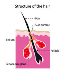 illustration of Biology and anatomy, Structure of the hair, Hair is a protein filament that grows from follicles found in the dermis, Hair is one of the defining characteristics of mammals