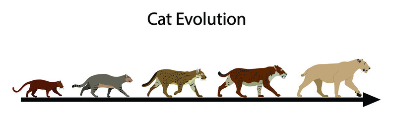 illustration of  biology and animal evolution, Cat evolution, The Evolution of Cats, The cat is a domestic species of small carnivorous mammal