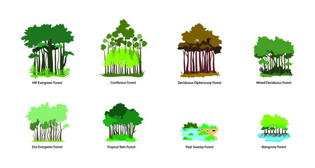 illustration of biology and plant kingdom, Characteristics of different types of forests, Types of tropical forest,  evergreen rainforests