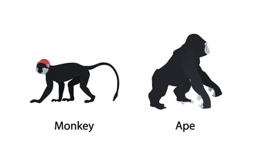 illustration of biology and anthropology, the evolutionary history of humans, monkey with a tail, ape has no tail, Old World monkeys and Traditional apes