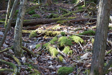 Fototapeta premium 青木ヶ原樹海