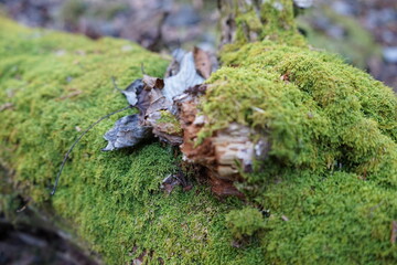 青木ヶ原樹海　猿のこしかけ