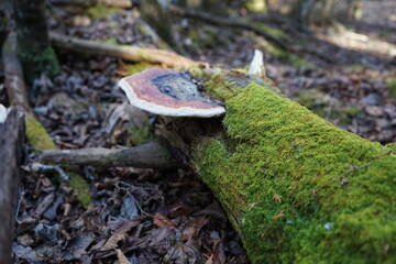 青木ヶ原樹海　猿のこしかけ