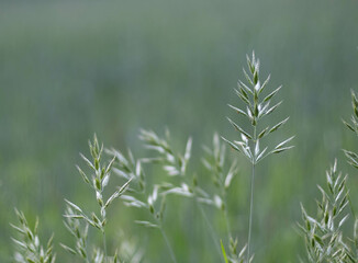 Green grass in the sunshine