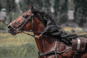 Brown trotter. Equestrian sports. Portrait of a horse. Thoroughbred horse close up while moving. The horse is galloping.