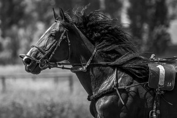 Brown trotter. Equestrian sports. Portrait of a horse. Thoroughbred horse close up while moving....