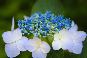 青い額紫陽花	